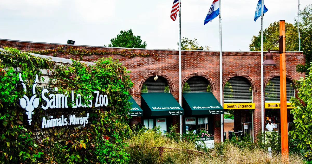 Entrance of Saint Louis Zoo with green foliage and signage, flags flying above, and welcome desk windows visible through brick archways.